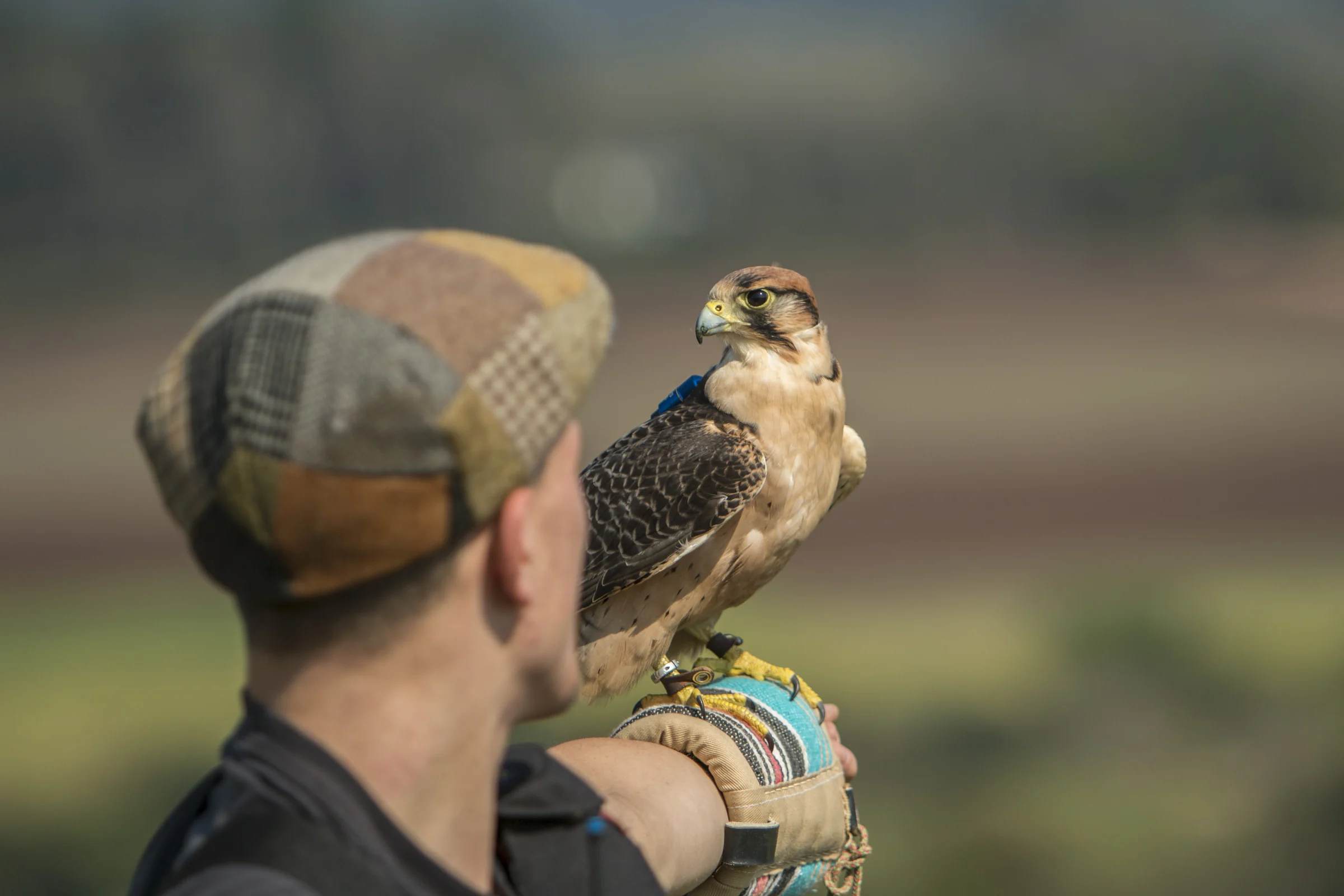 Cameron holding a lanner falcon in an open field