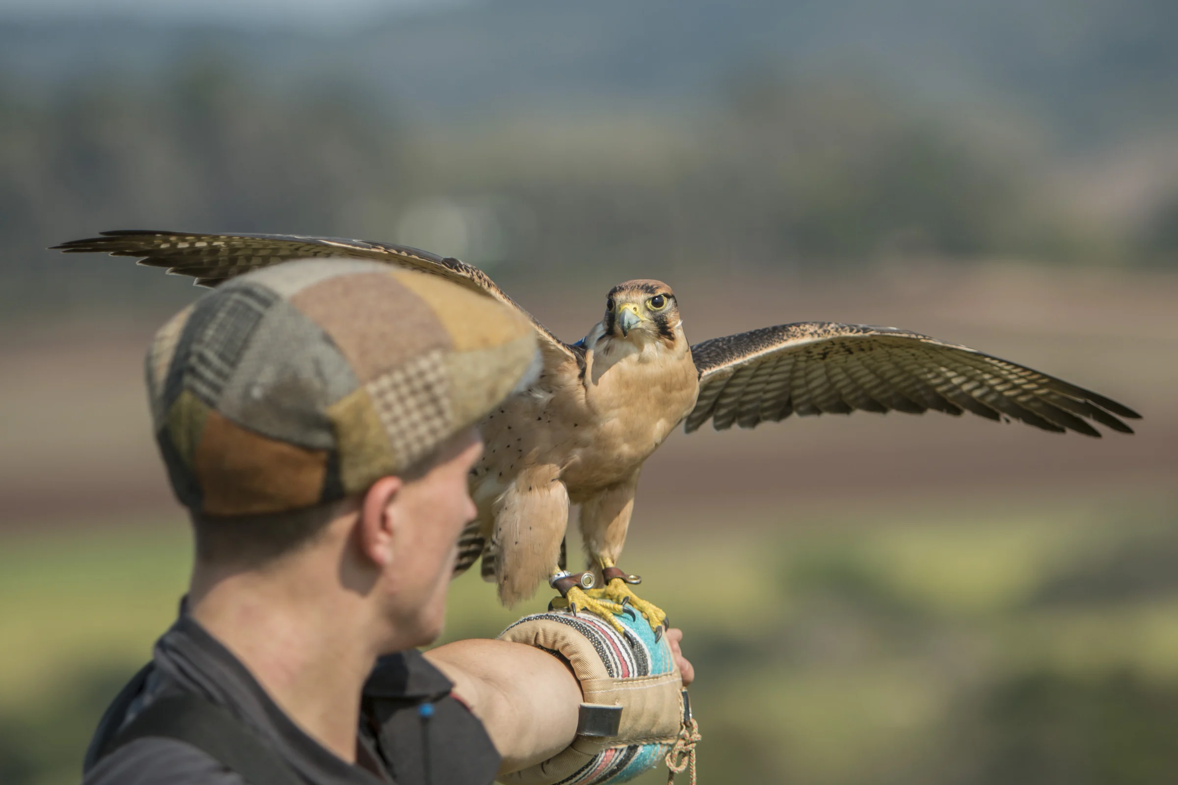 Cameron with a lanner falcon taking flight from his glove